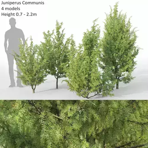 Juniperus Communis 03