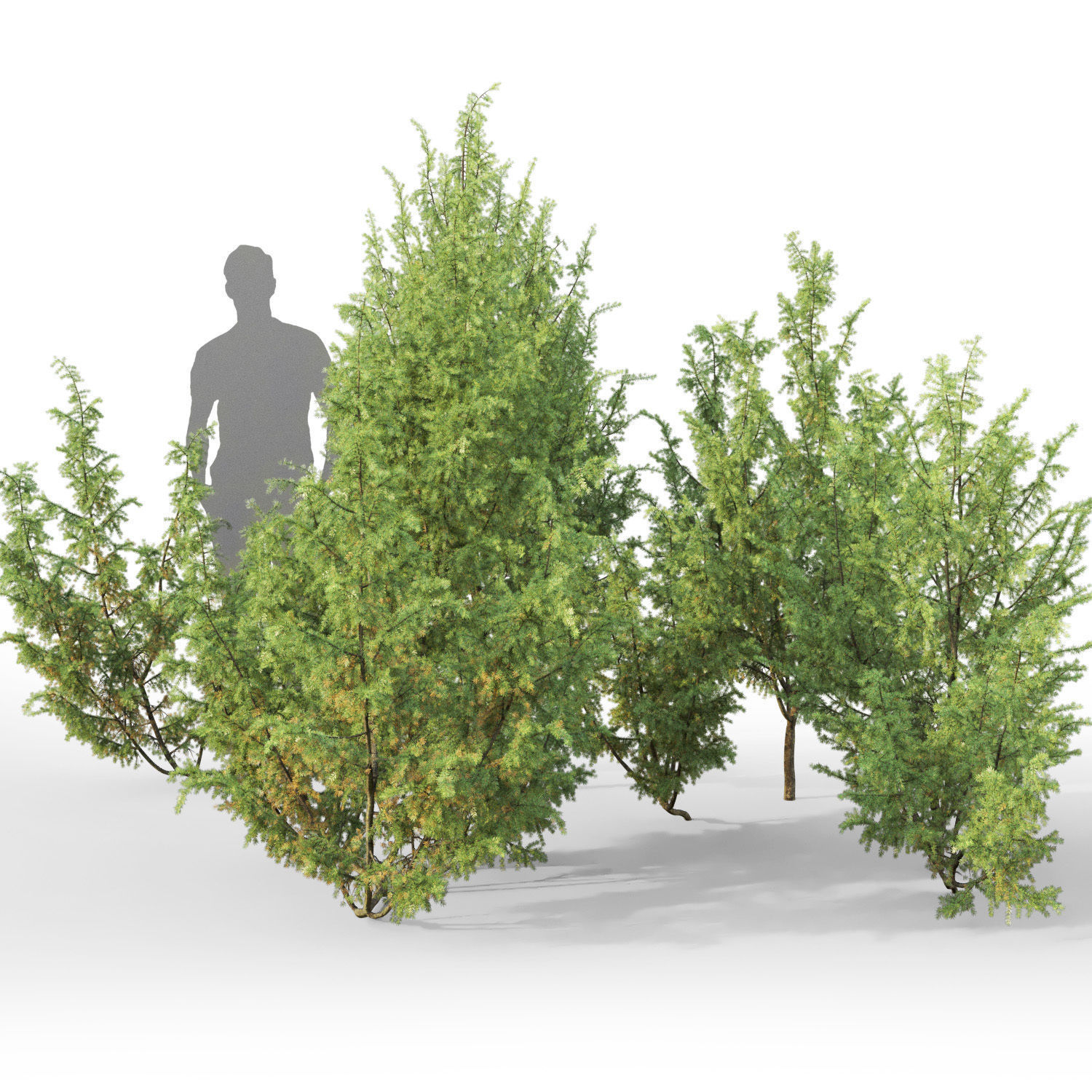 Juniperus Communis 03 3D model_1