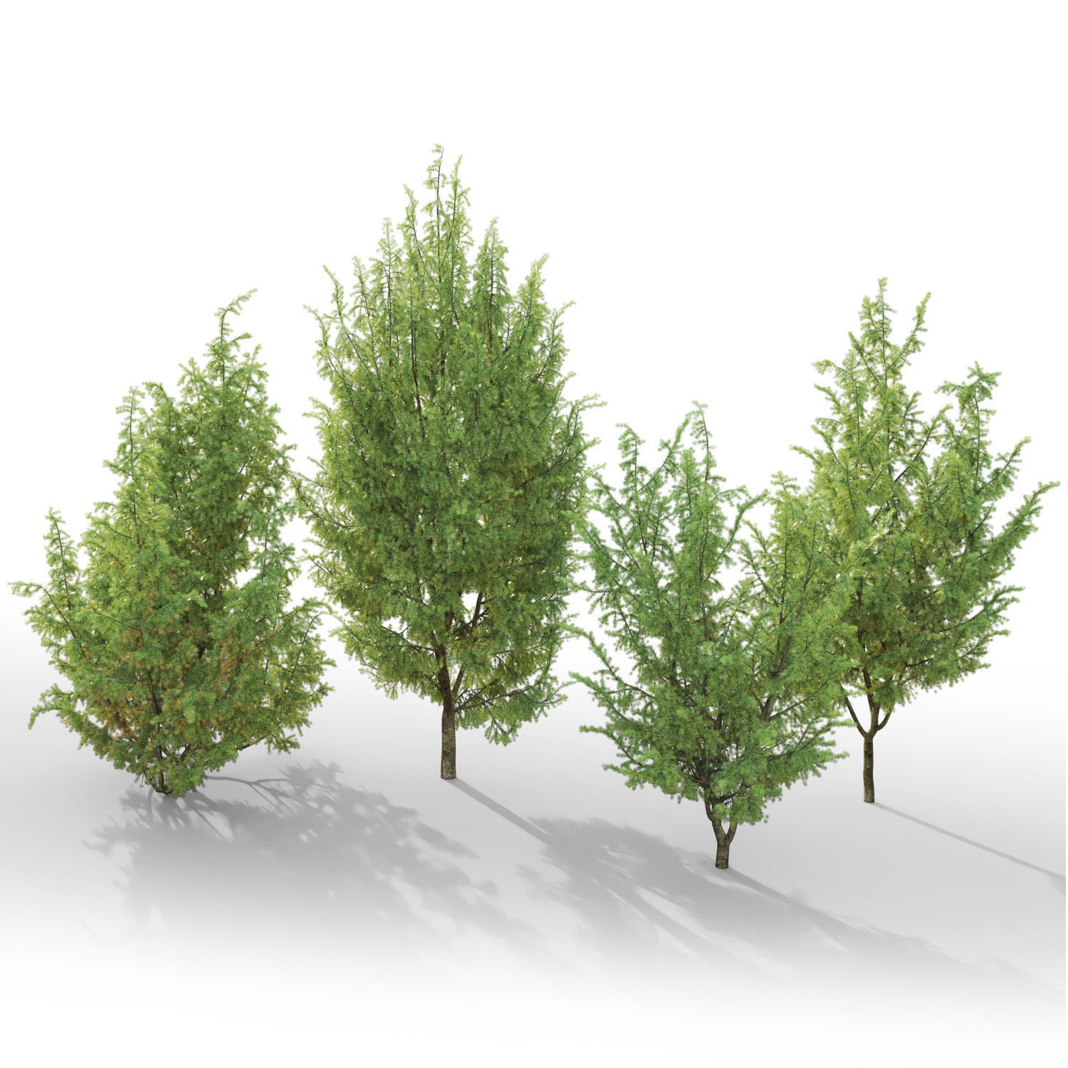 Juniperus Communis 03 3D model_2