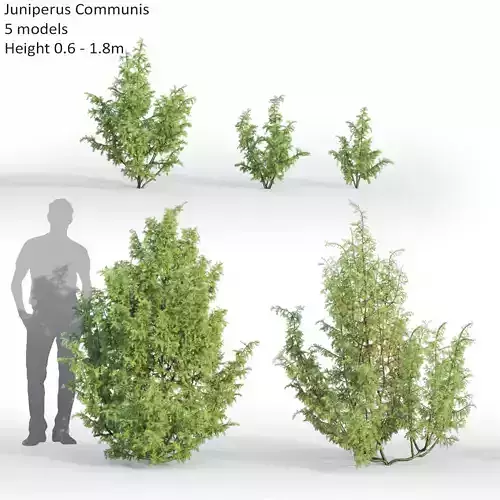 Juniperus Communis 04