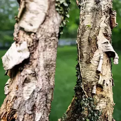 Paper Tree Bark Falling Off Low-poly 3D model
