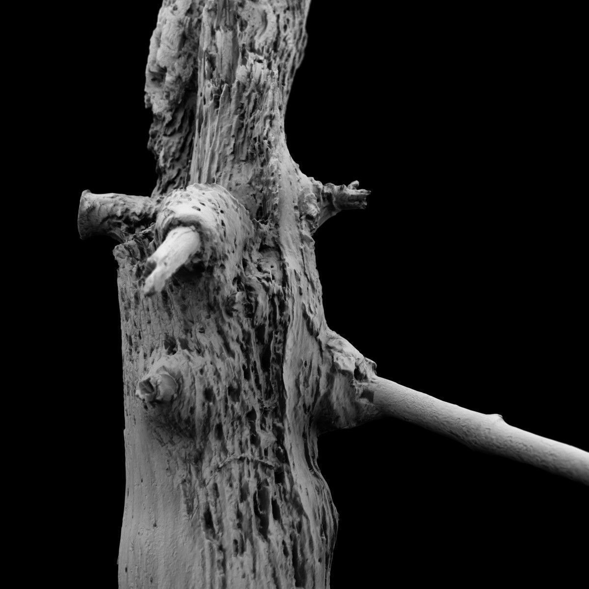 Arrow Shaped Tree Stump Low-poly 3D model_5