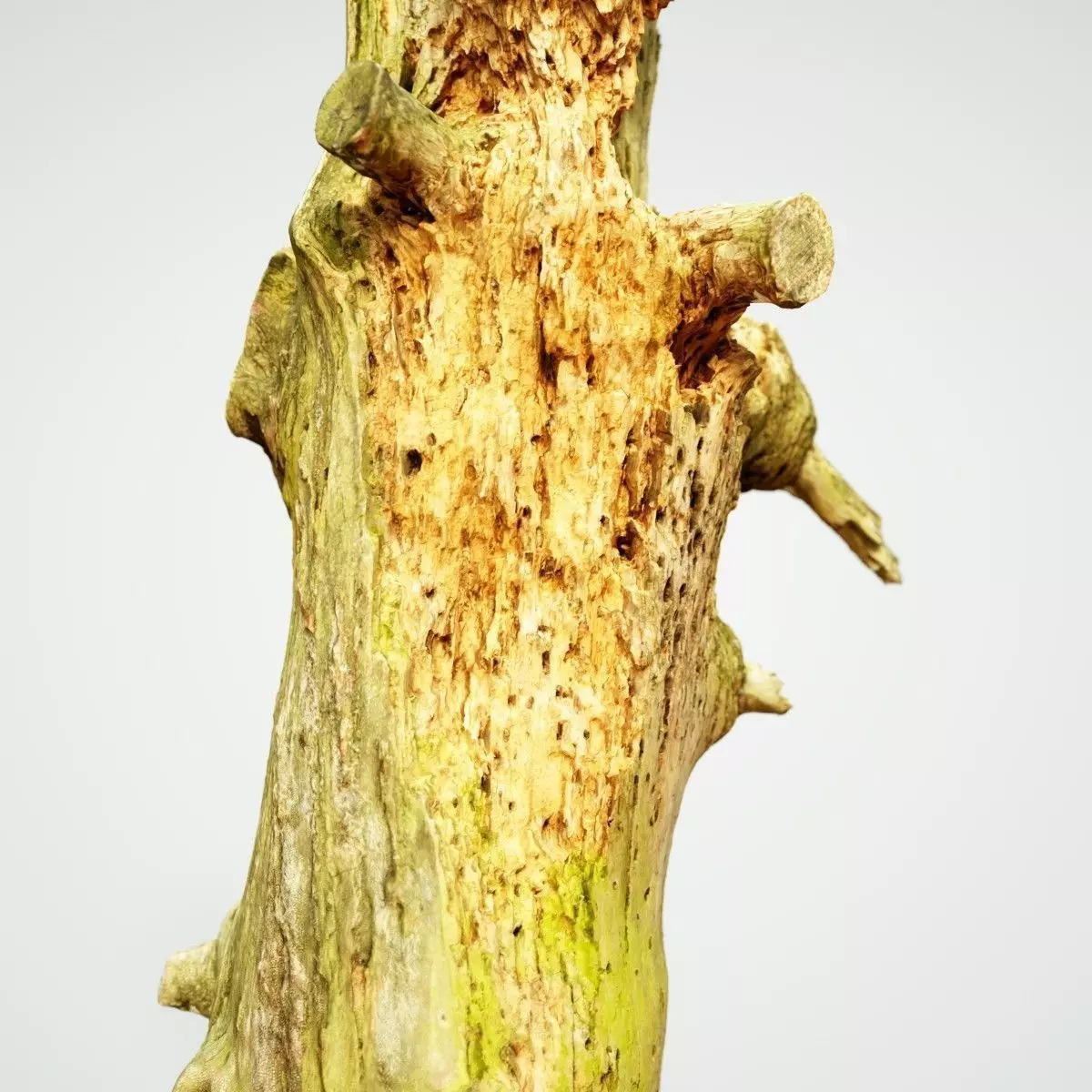 Arrow Shaped Tree Stump Low-poly 3D model_0