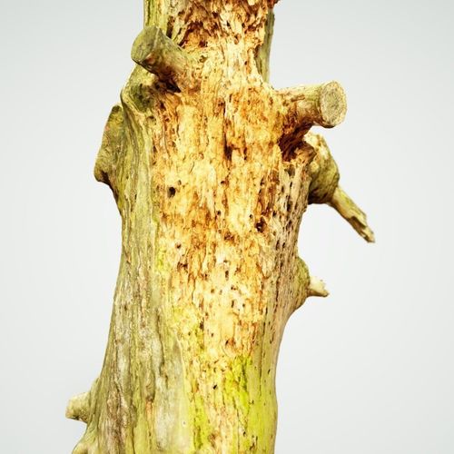Arrow Shaped Tree Stump Low-poly 3D model