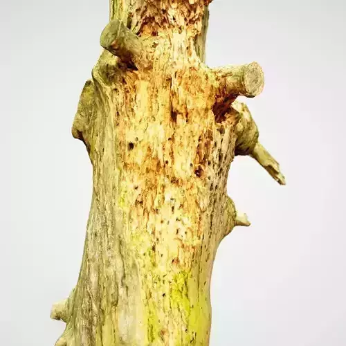 Arrow Shaped Tree Stump Low-poly 3D model