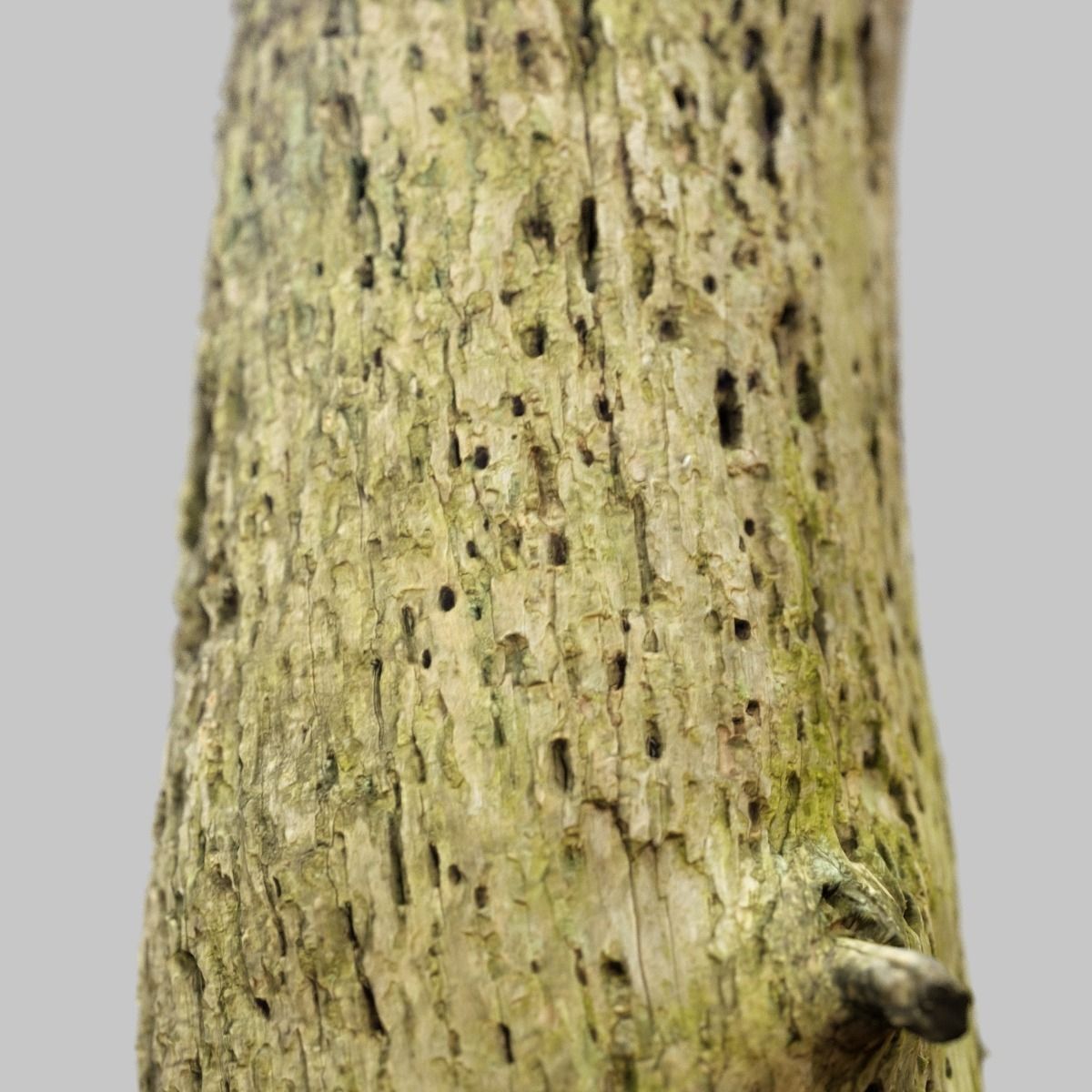 Arrow Shaped Tree Stump Low-poly 3D model_12