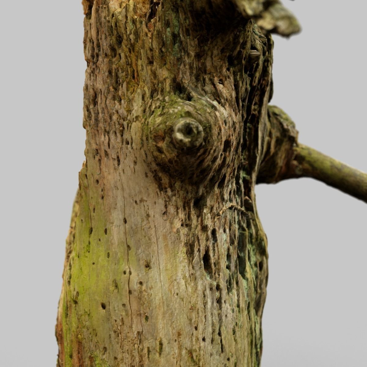 Arrow Shaped Tree Stump Low-poly 3D model_9