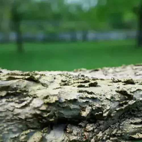 Highly Detailed Realistic Bark Sample 1 Low-poly 3D model