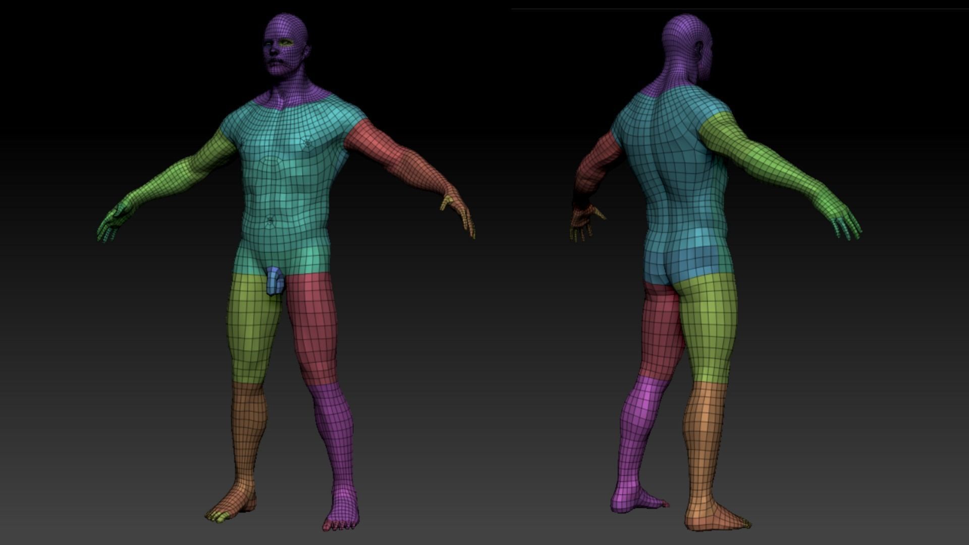 Male Anatomy Figure 3D model_4