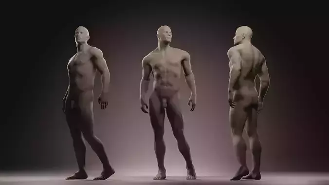 Male Anatomy Figure