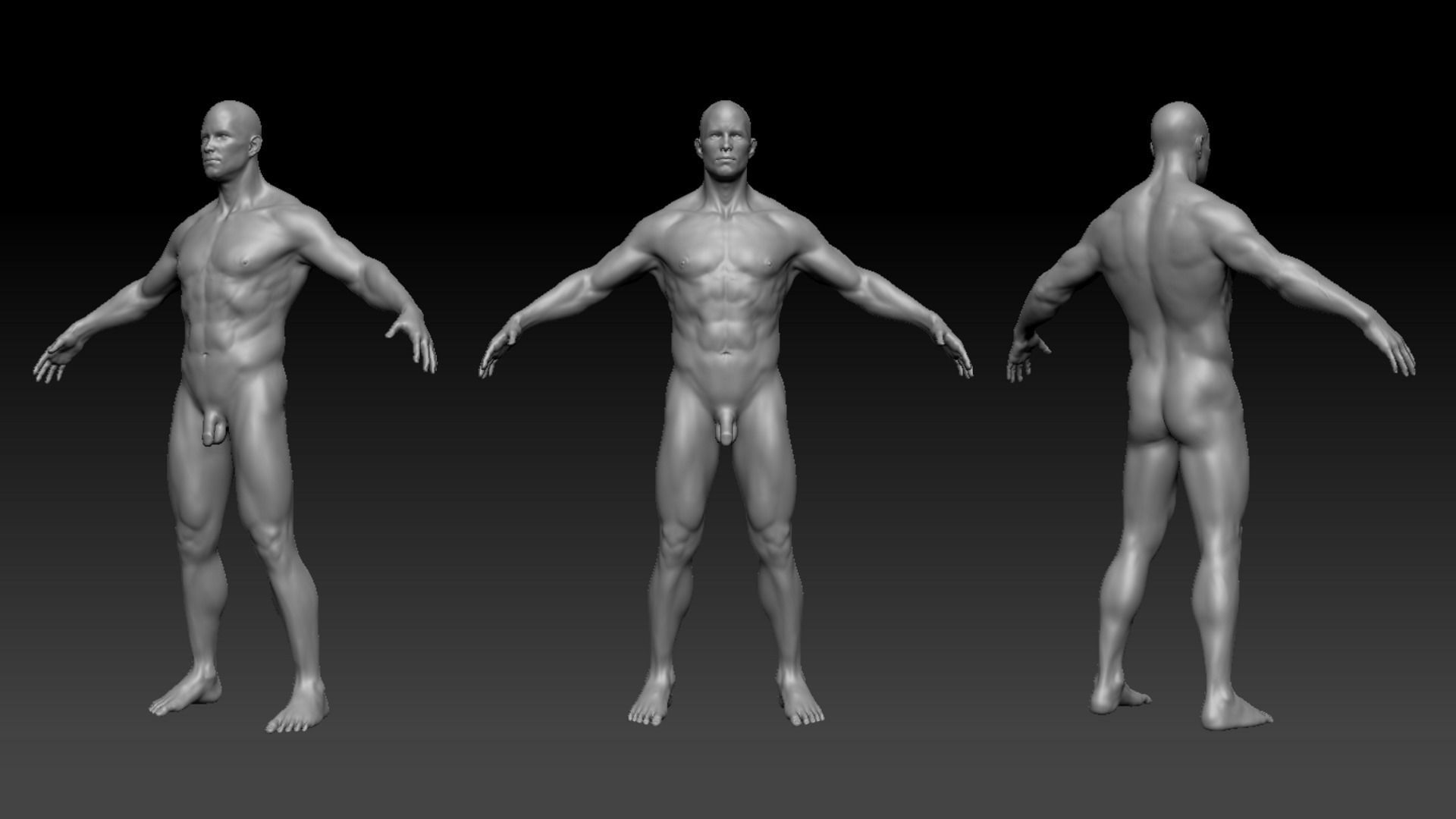 Male Anatomy Figure 3D model_1