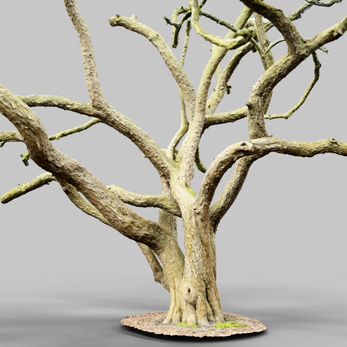 Huge Tree Environment Reference Asset Low-poly 3D model_8