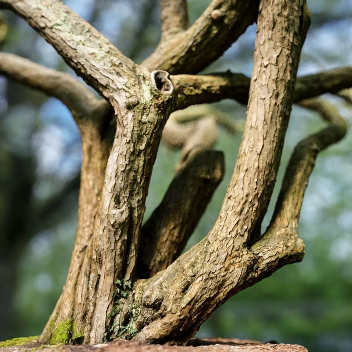 Huge Tree Environment Reference Asset Low-poly 3D model_0