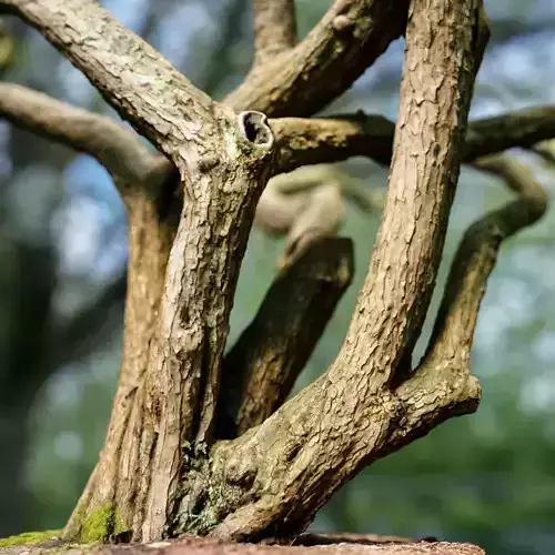 Huge Tree Environment Reference Asset Low-poly 3D model