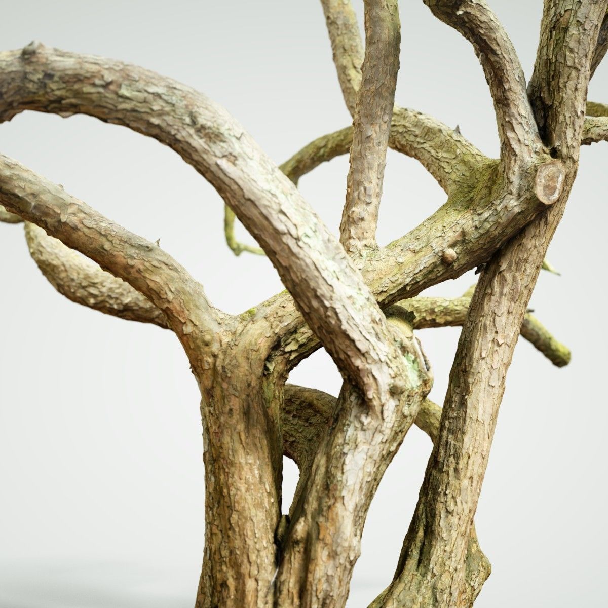 Huge Tree Environment Reference Asset Low-poly 3D model_2