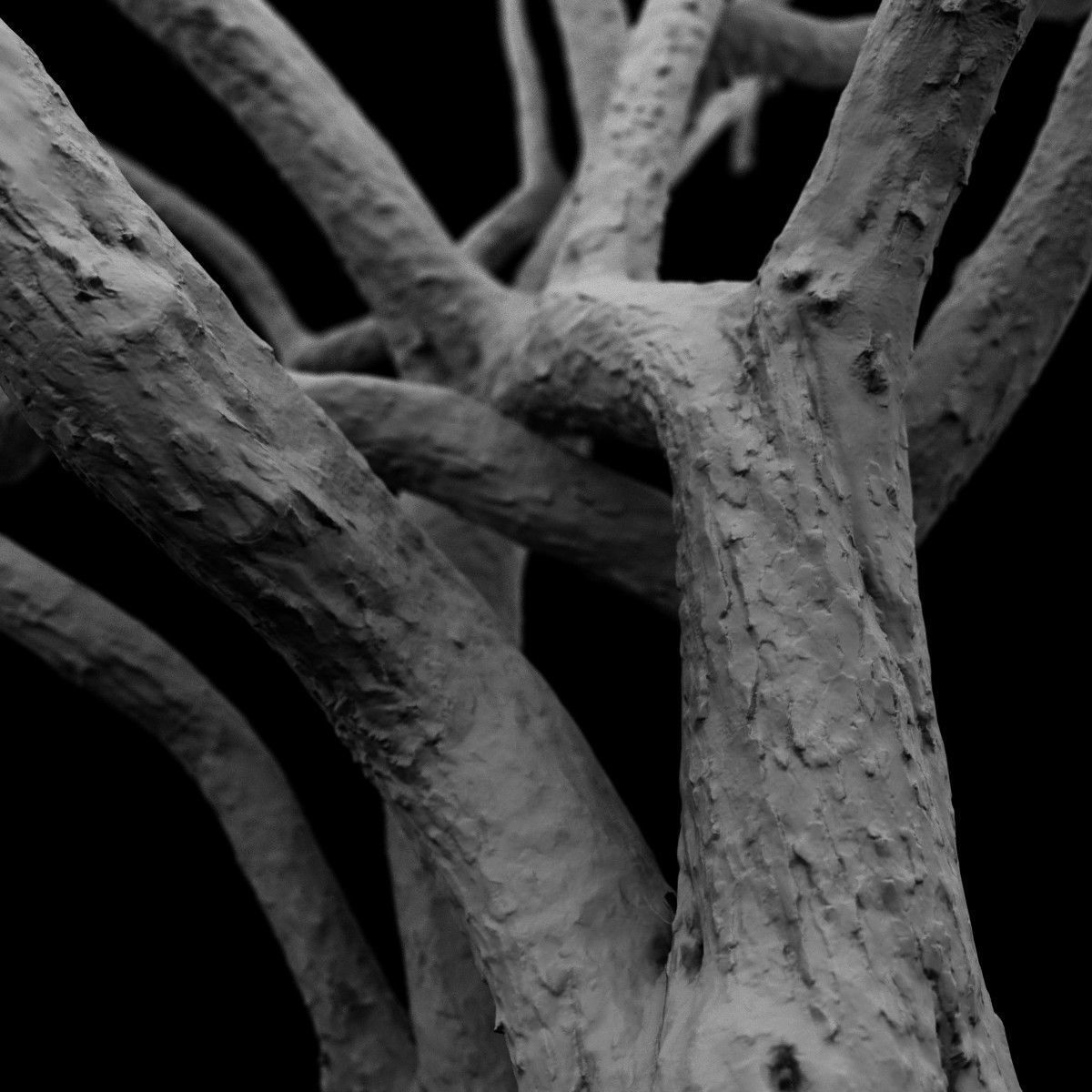 Huge Tree Environment Reference Asset Low-poly 3D model_5