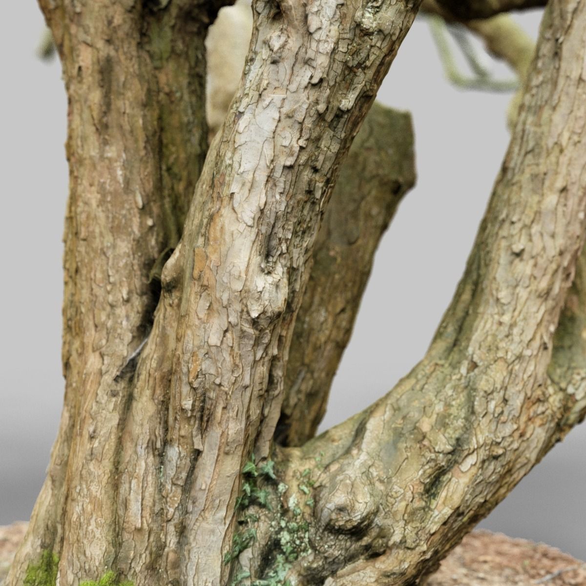 Huge Tree Environment Reference Asset Low-poly 3D model_7