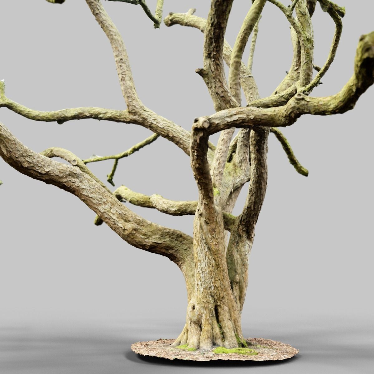 Huge Tree Environment Reference Asset Low-poly 3D model_11