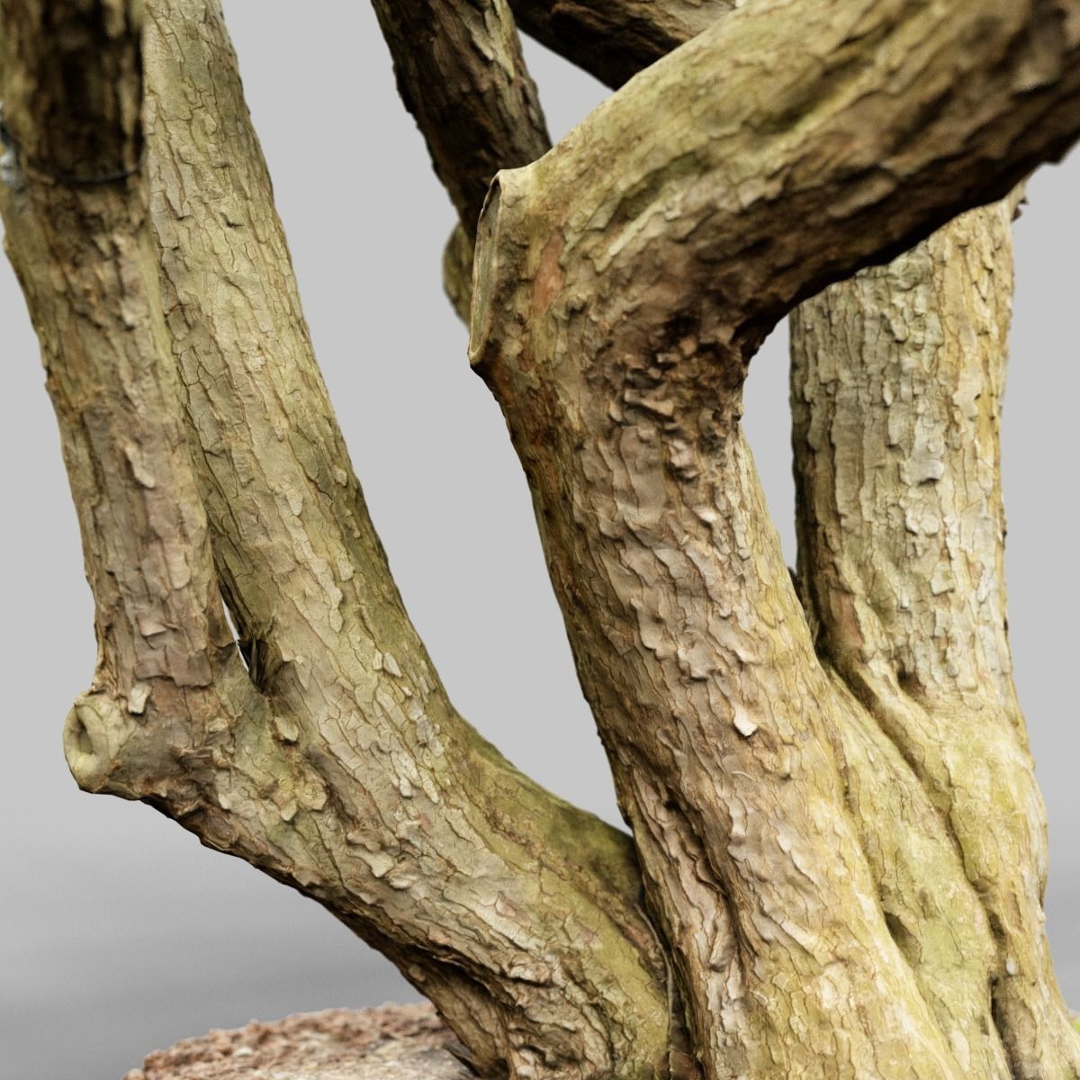 Huge Tree Environment Reference Asset Low-poly 3D model_9