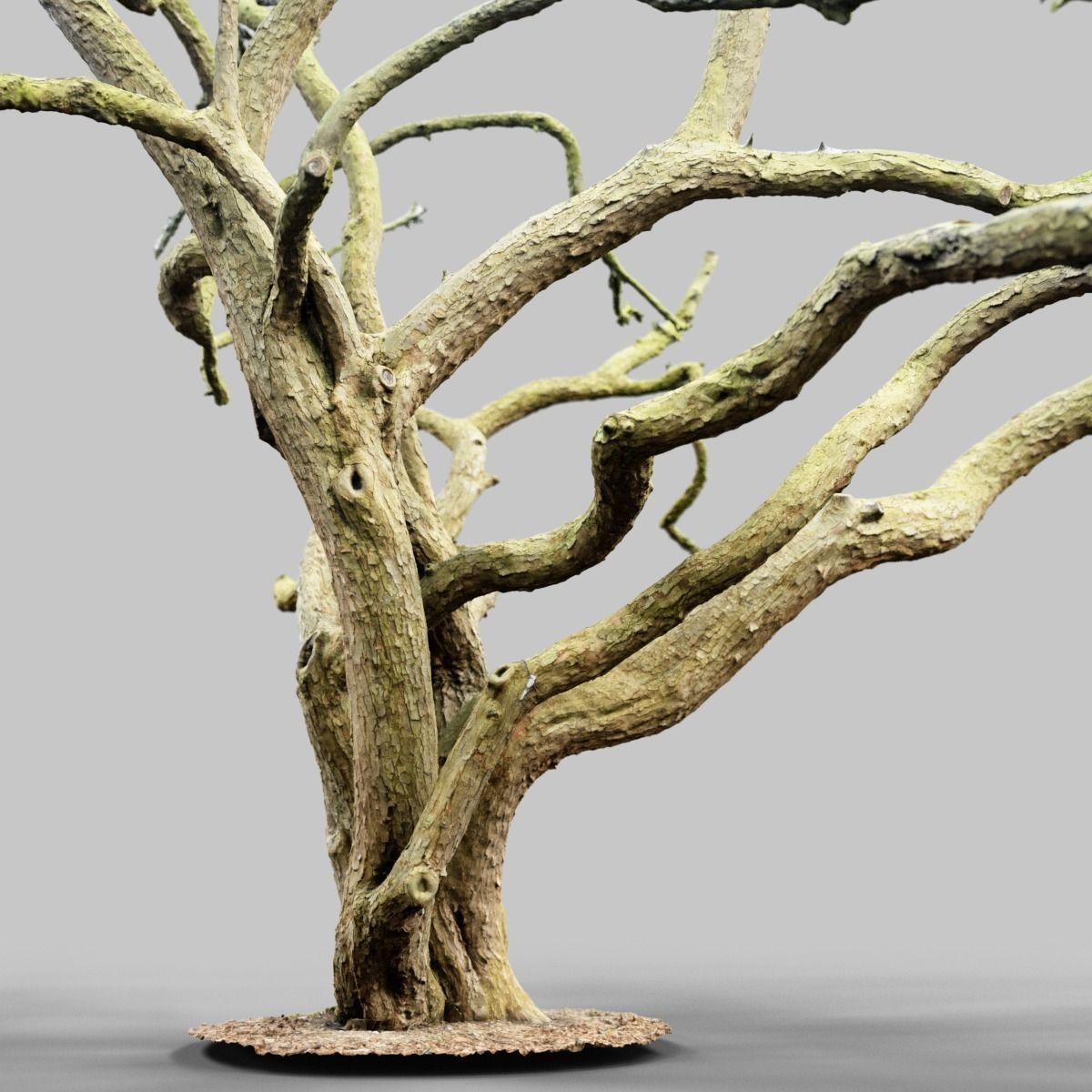 Huge Tree Environment Reference Asset Low-poly 3D model_6