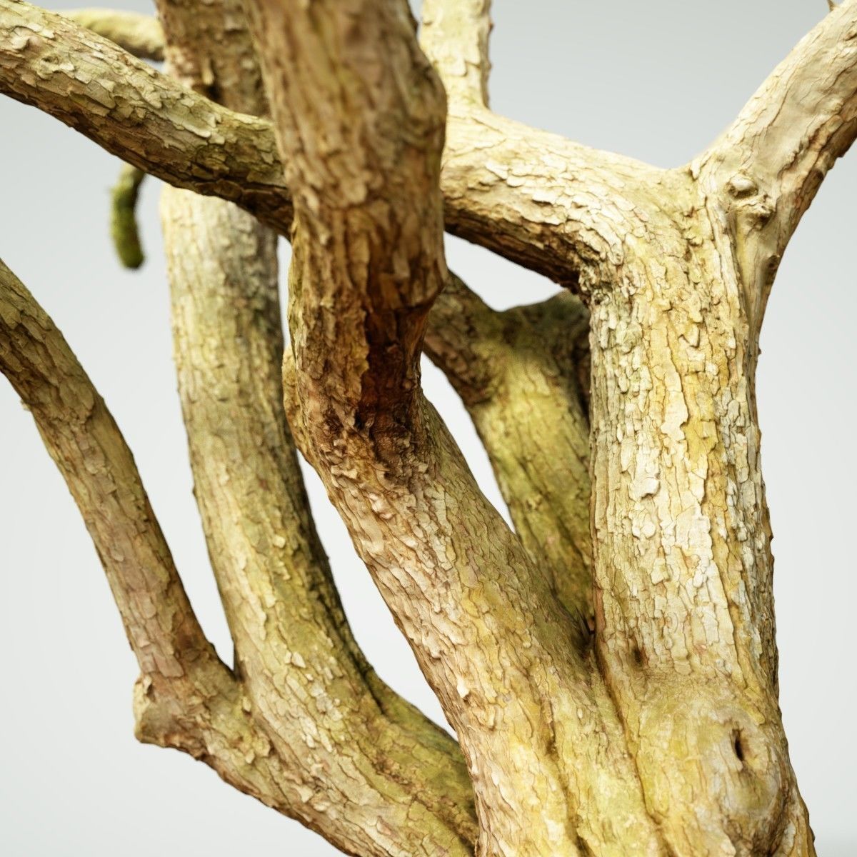 Huge Tree Environment Reference Asset Low-poly 3D model_3