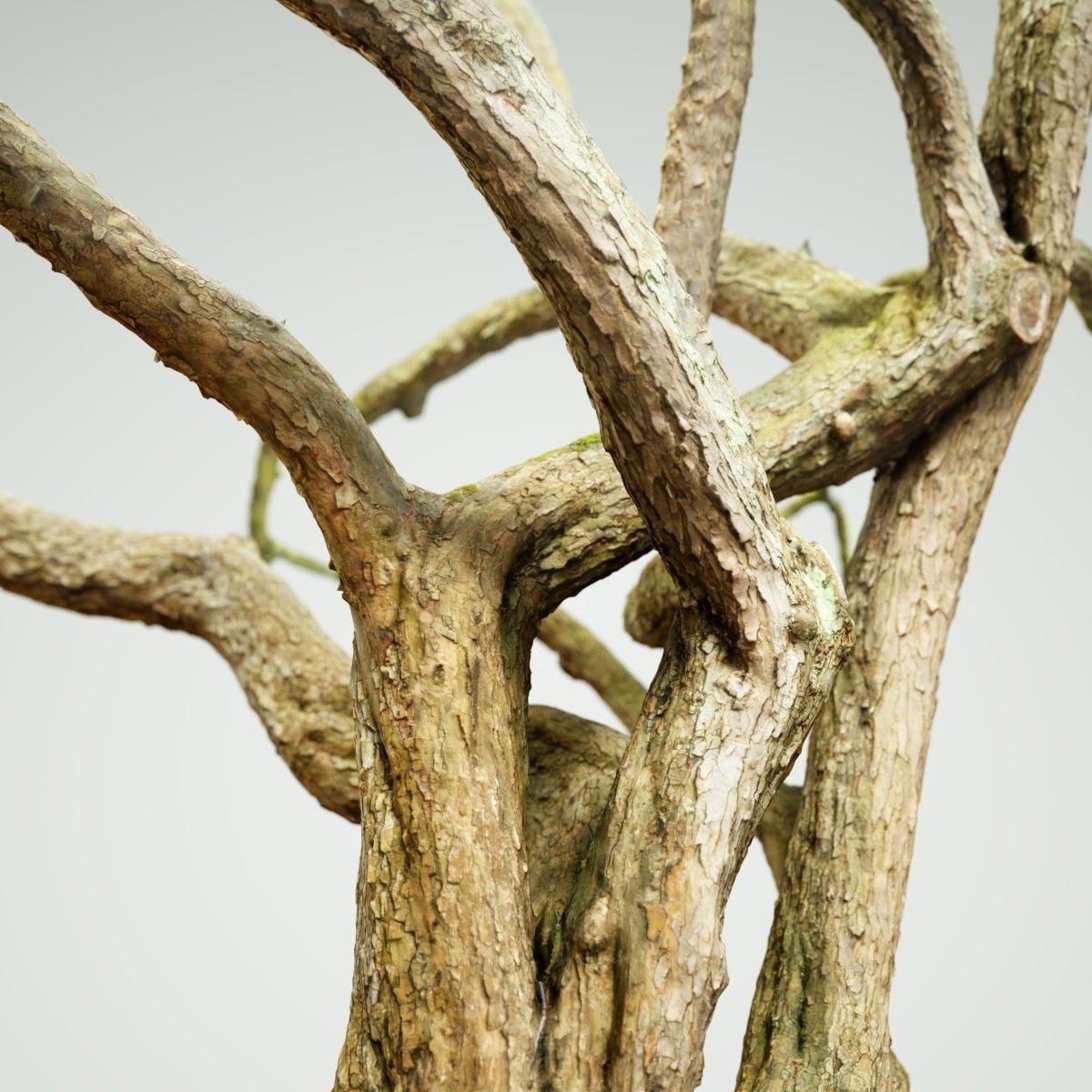 Huge Tree Environment Reference Asset Low-poly 3D model_4