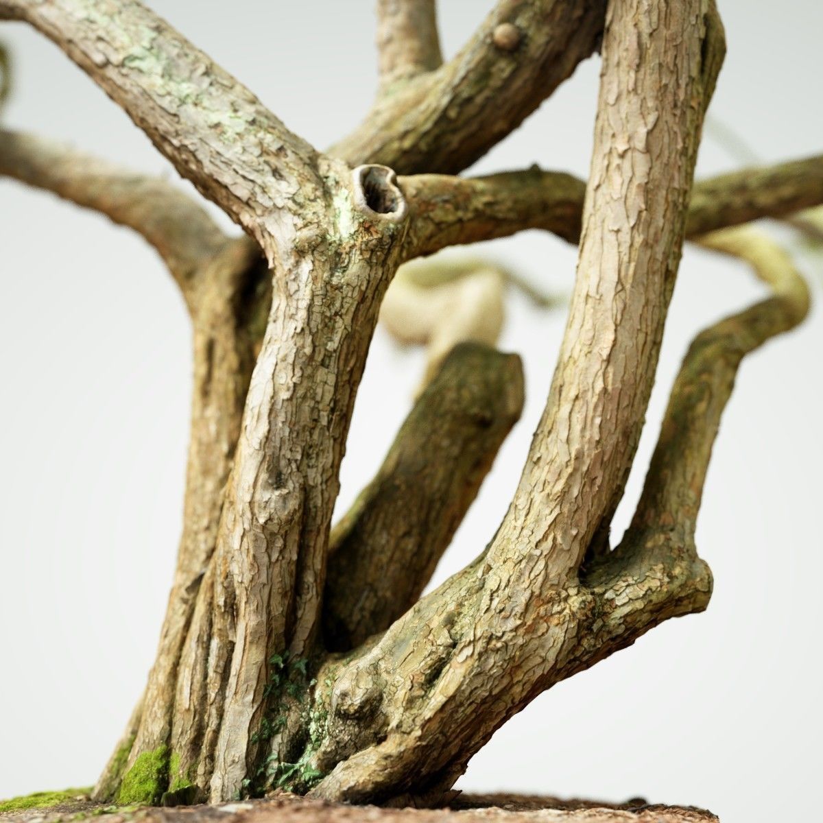 Huge Tree Environment Reference Asset Low-poly 3D model_1