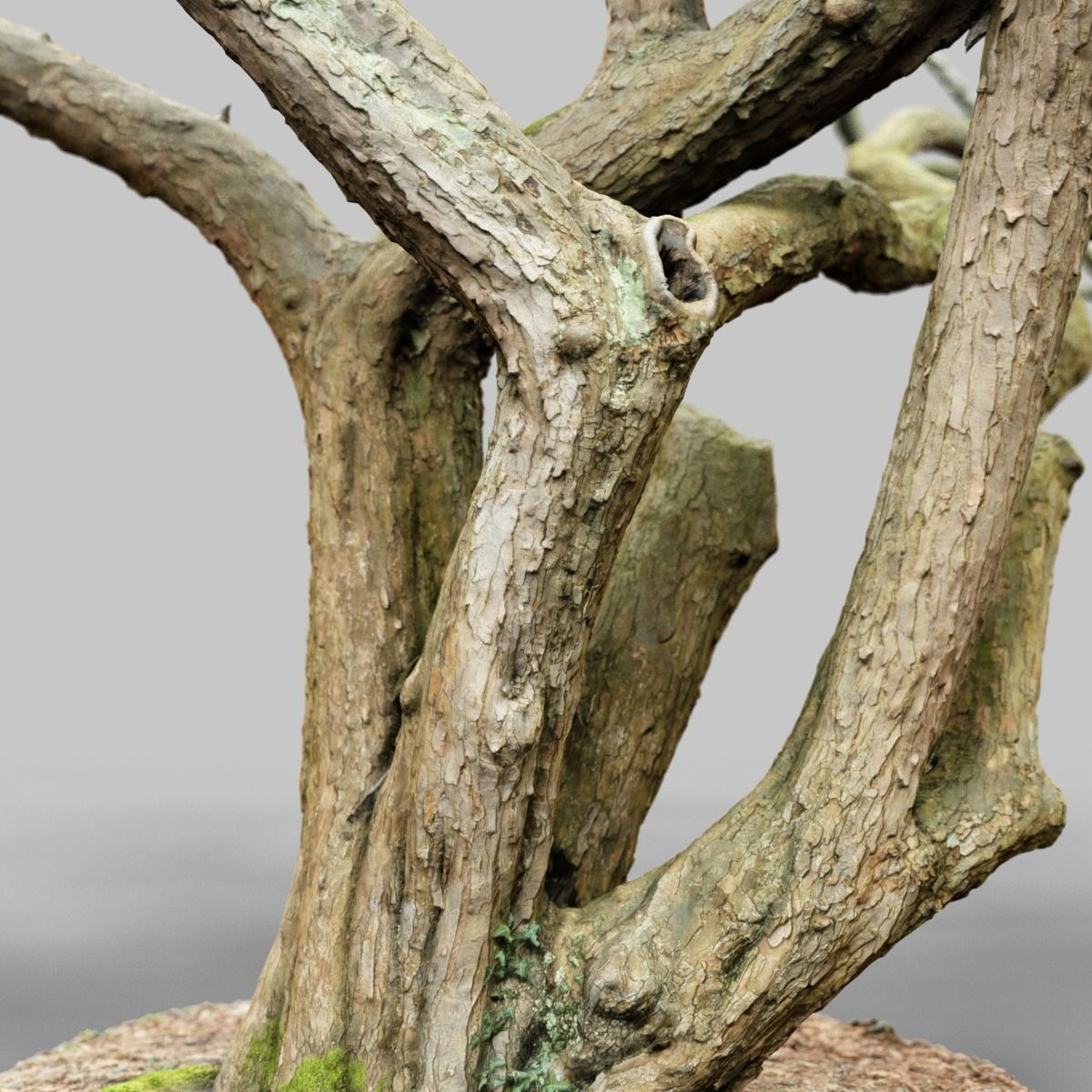 Huge Tree Environment Reference Asset Low-poly 3D model_10