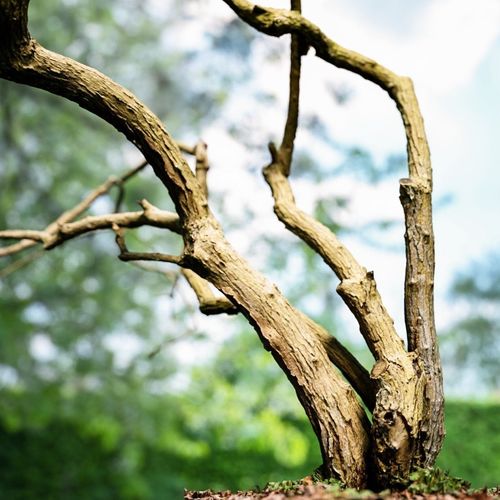 Tree Environment Asset 1 Low-poly 3D model