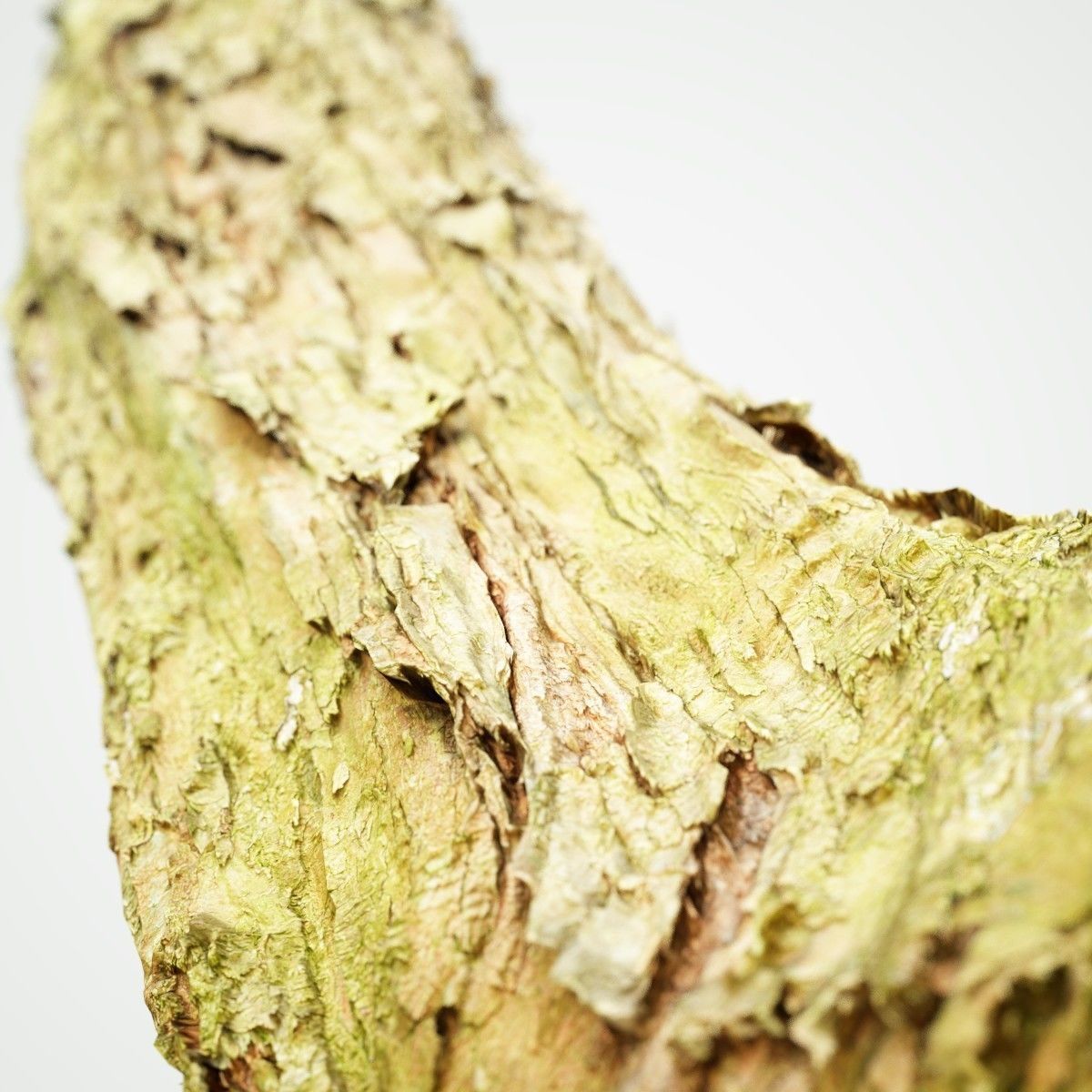 Photorealistic Bark Sample Low-poly 3D model_3