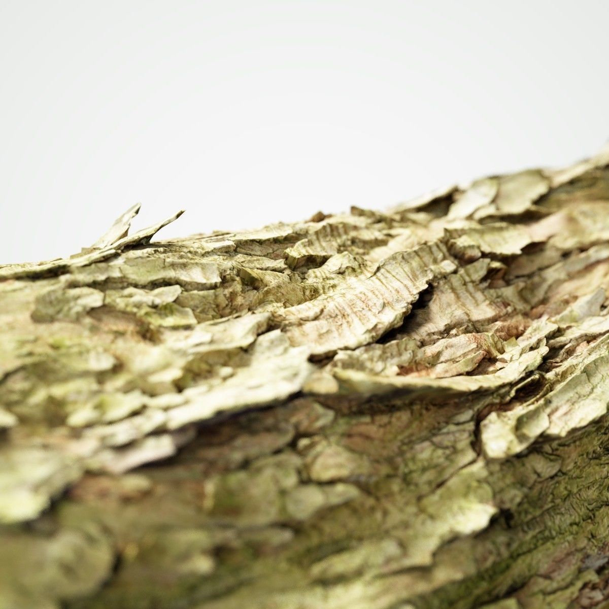 Photorealistic Bark Sample Low-poly 3D model_1