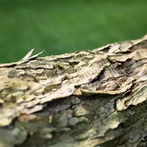 Photorealistic Bark Sample