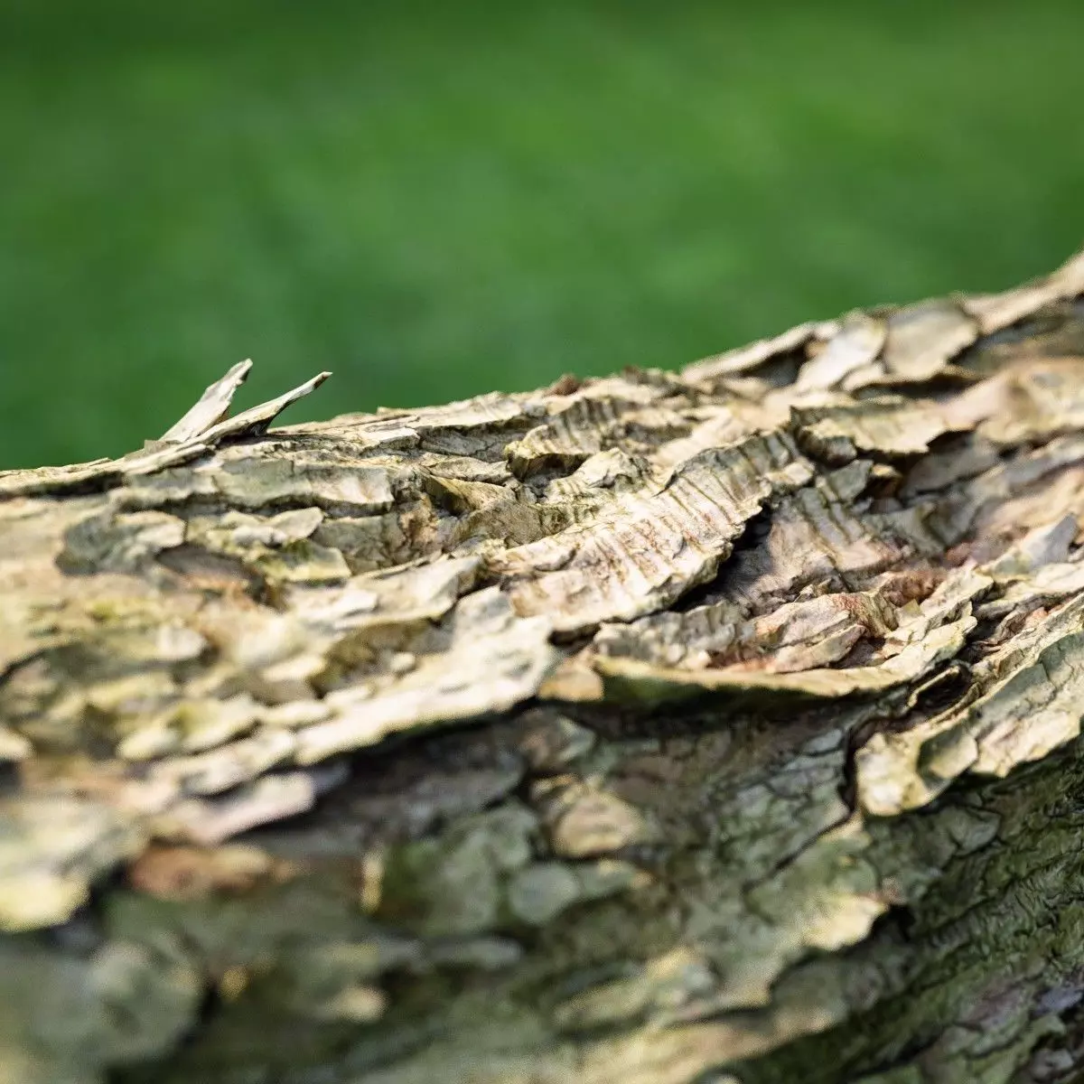 Photorealistic Bark Sample Low-poly 3D model_0