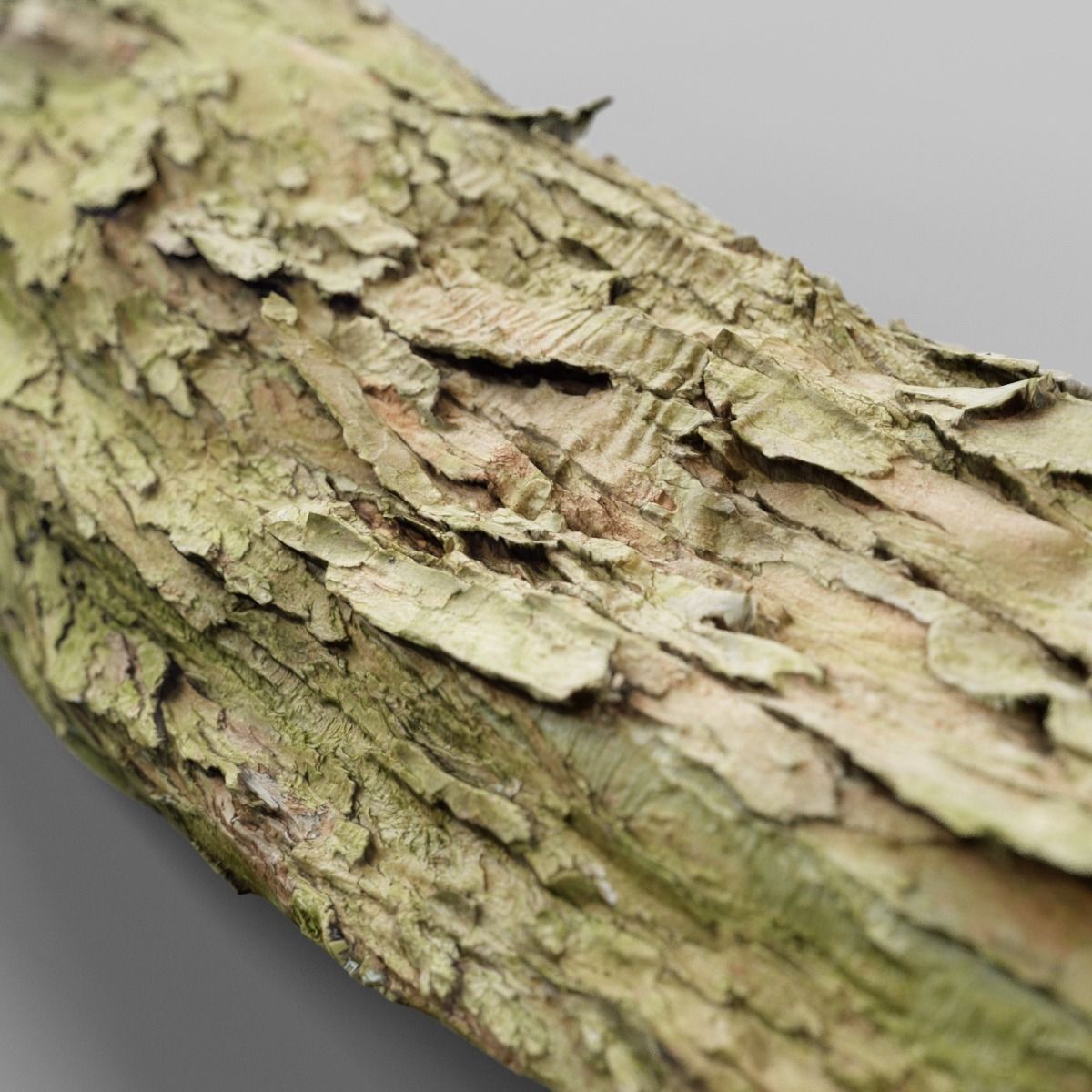 Photorealistic Bark Sample Low-poly 3D model_6