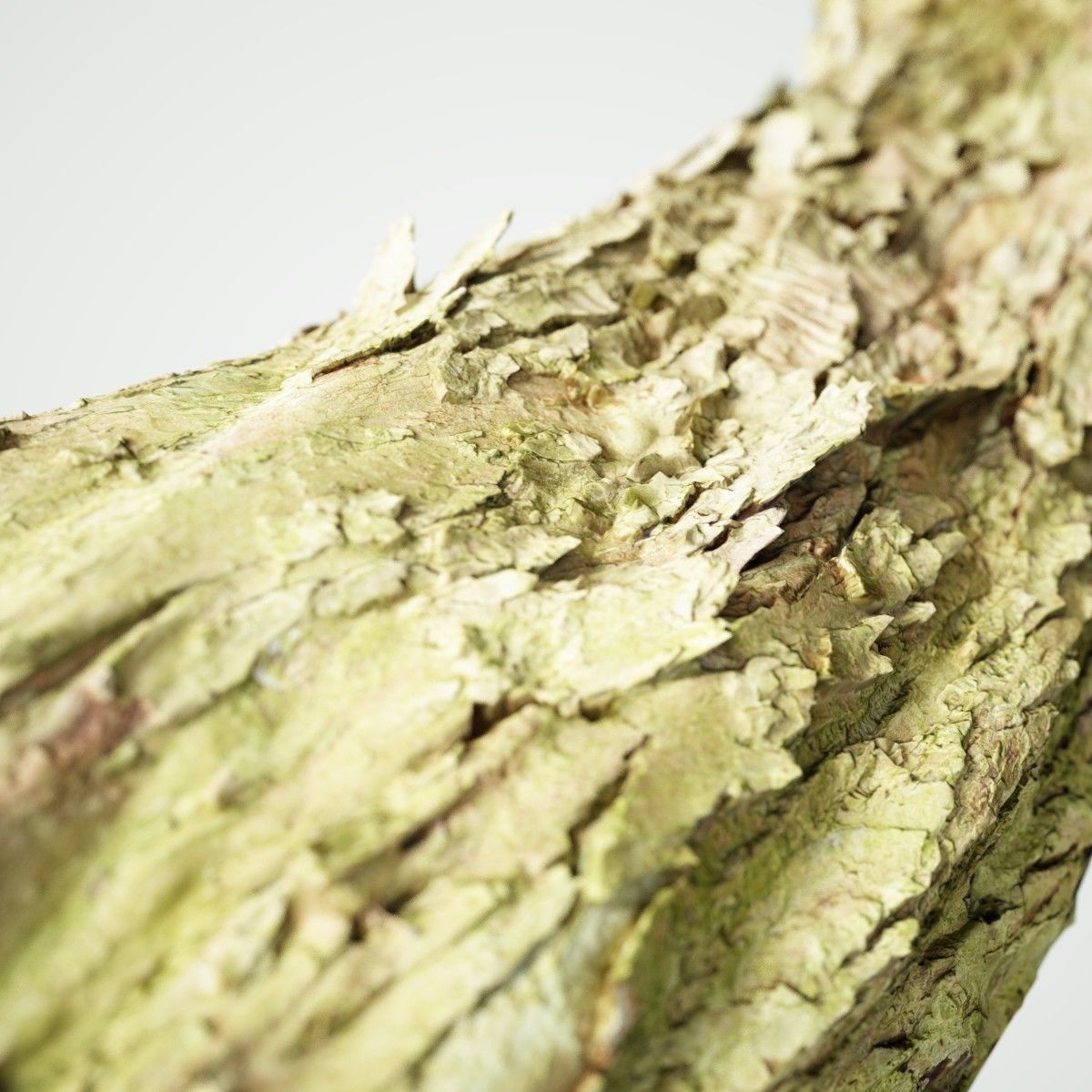 Photorealistic Bark Sample Low-poly 3D model_4