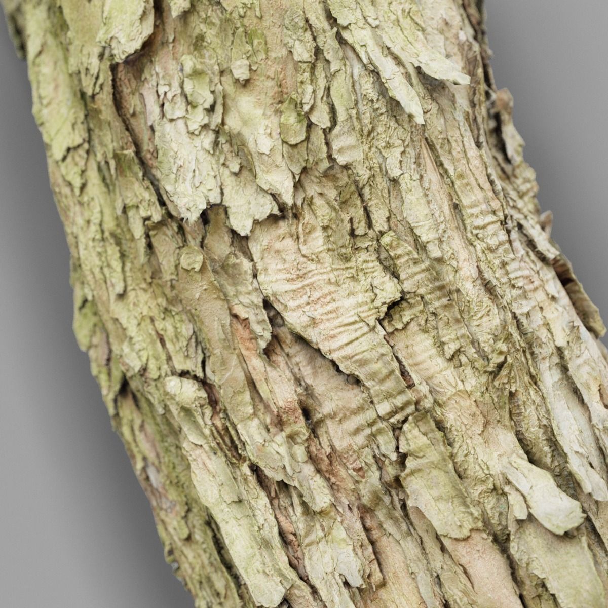 Photorealistic Bark Sample Low-poly 3D model_8