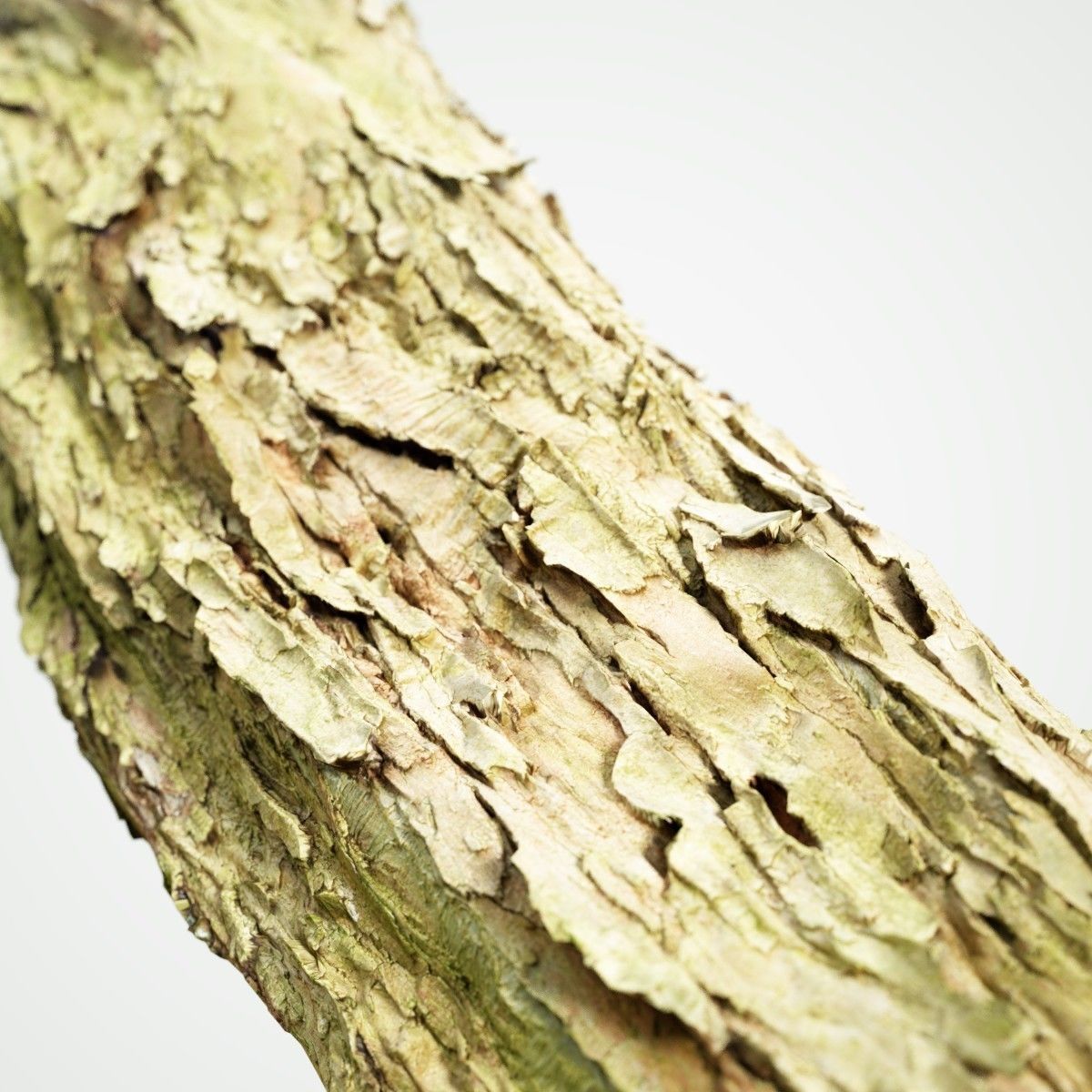 Photorealistic Bark Sample Low-poly 3D model_2