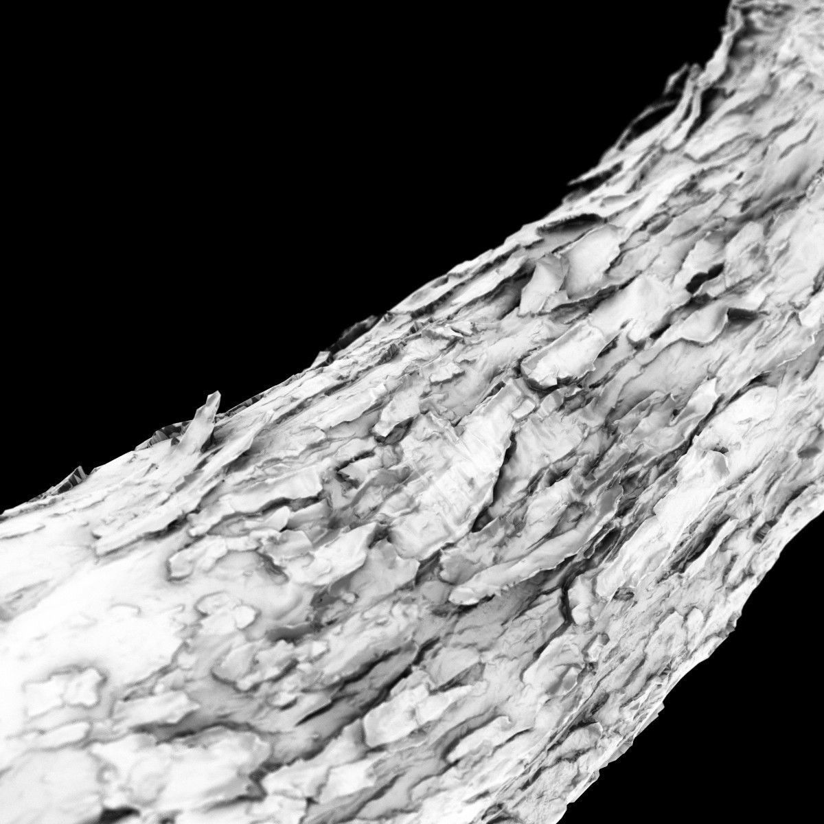 Photorealistic Bark Sample Low-poly 3D model_5