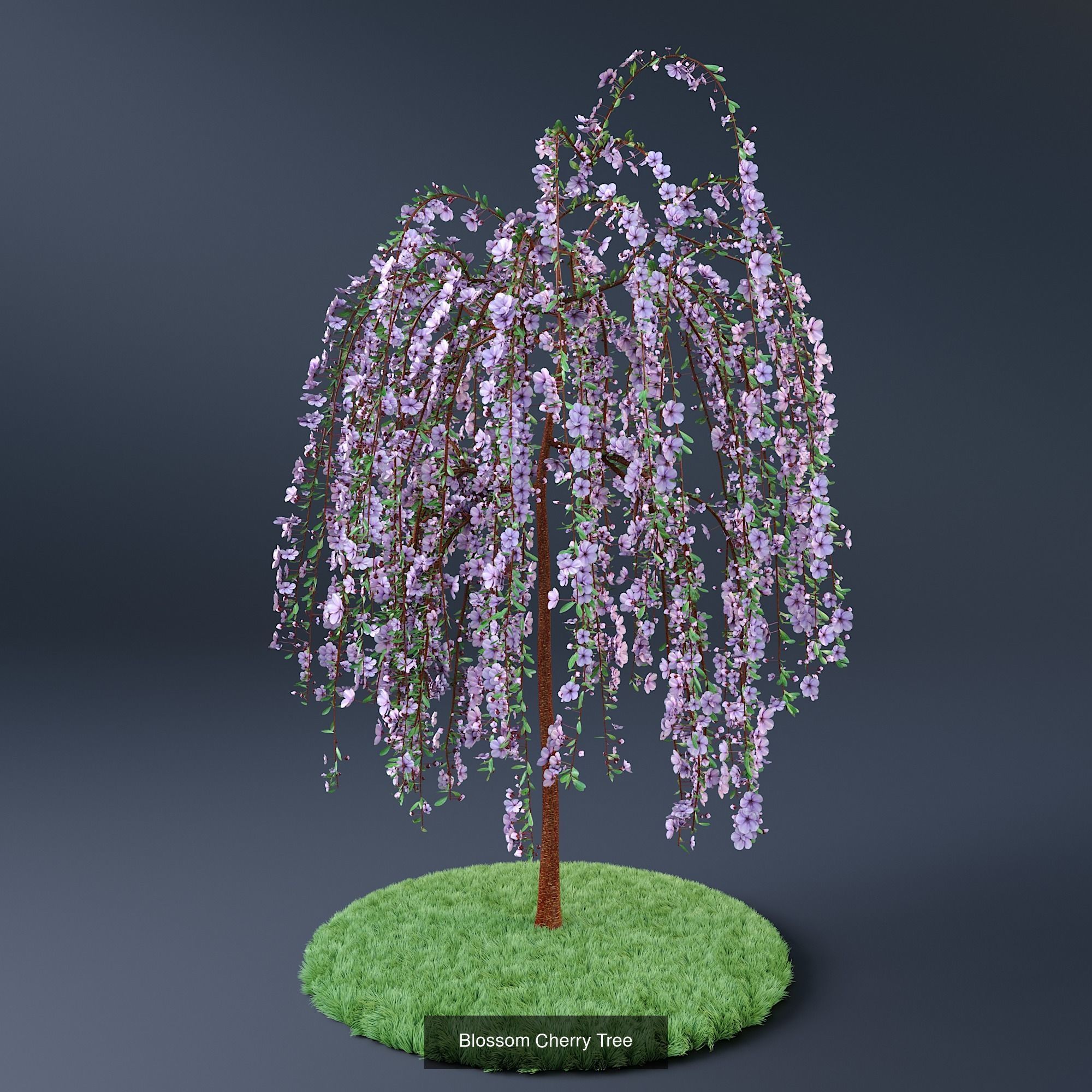 Hemase MegaPack - One purchase unlimited access 3D Model Collection_137