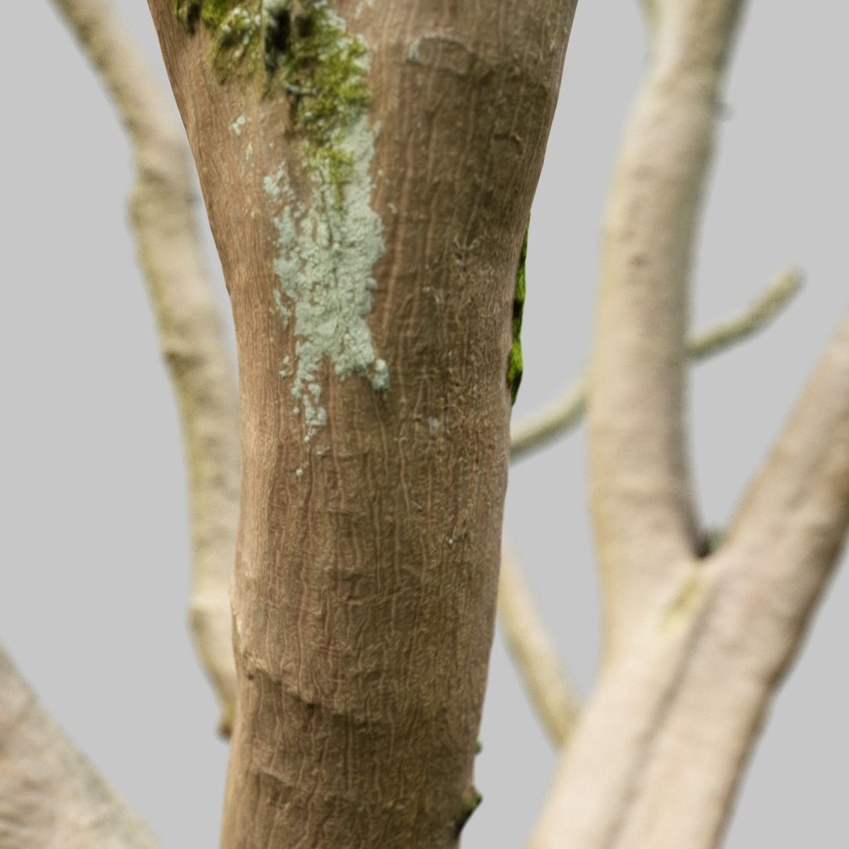 Realistic 3D scanned tree reference Low-poly 3D model_9