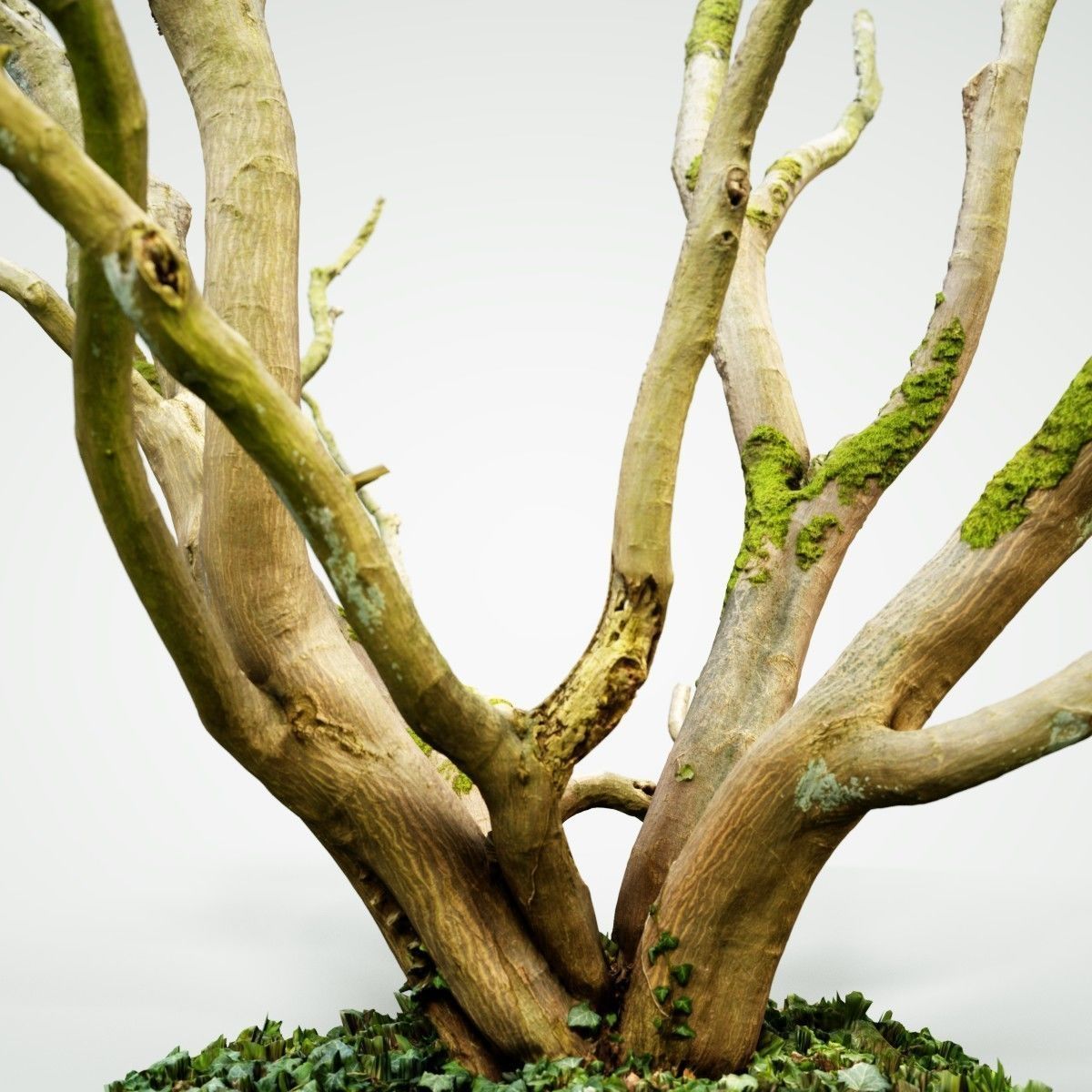 Realistic 3D scanned tree reference Low-poly 3D model_3