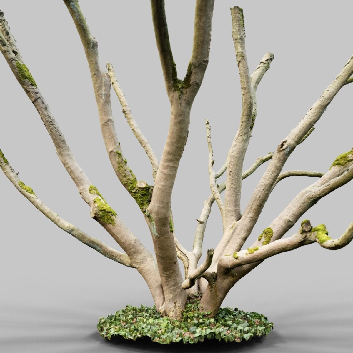 Realistic 3D scanned tree reference Low-poly 3D model_10