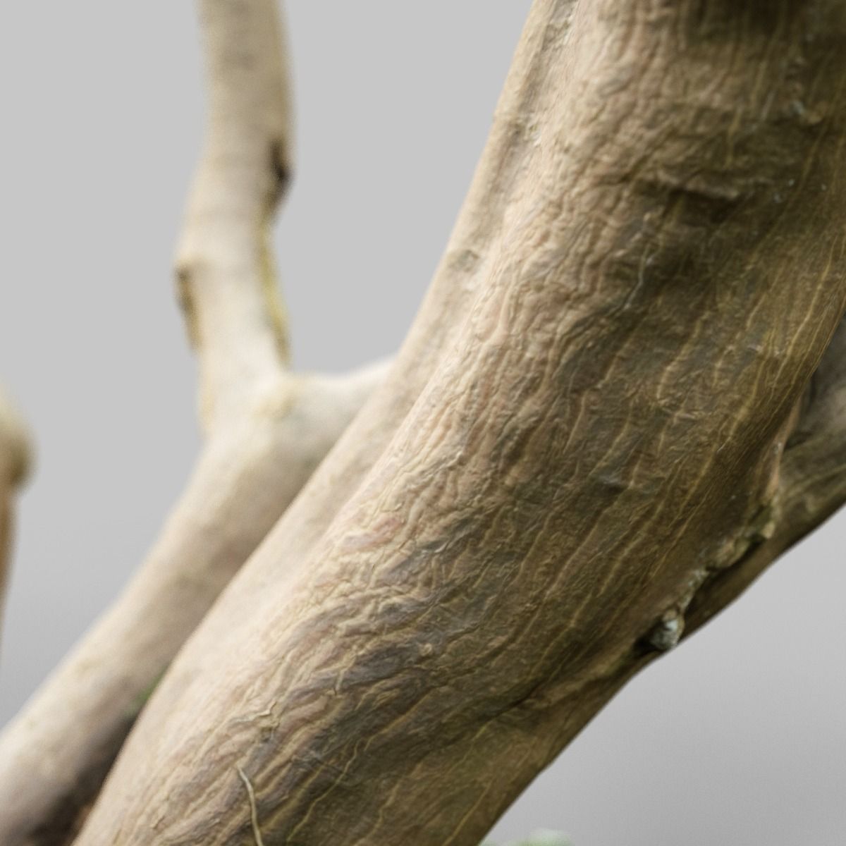 Realistic 3D scanned tree reference Low-poly 3D model_11
