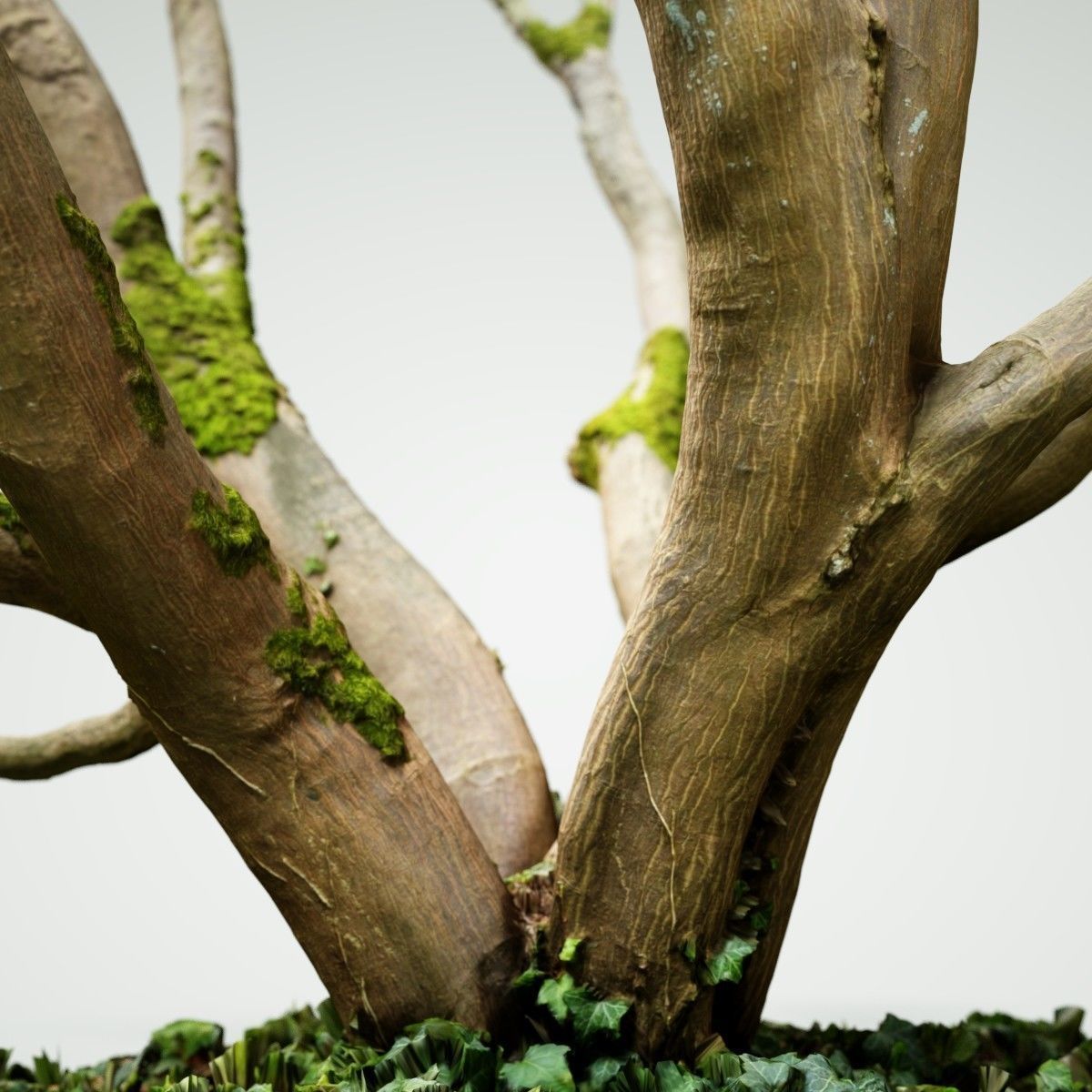 Realistic 3D scanned tree reference Low-poly 3D model_2