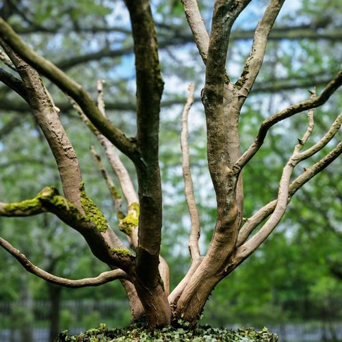 Realistic 3D scanned tree reference Low-poly 3D model
