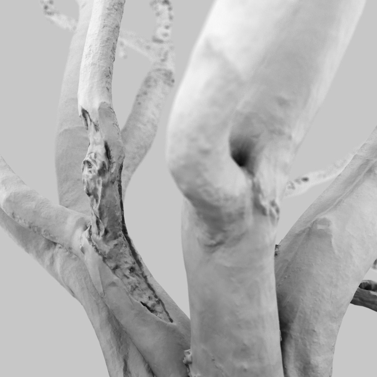Realistic 3D scanned tree reference Low-poly 3D model_12