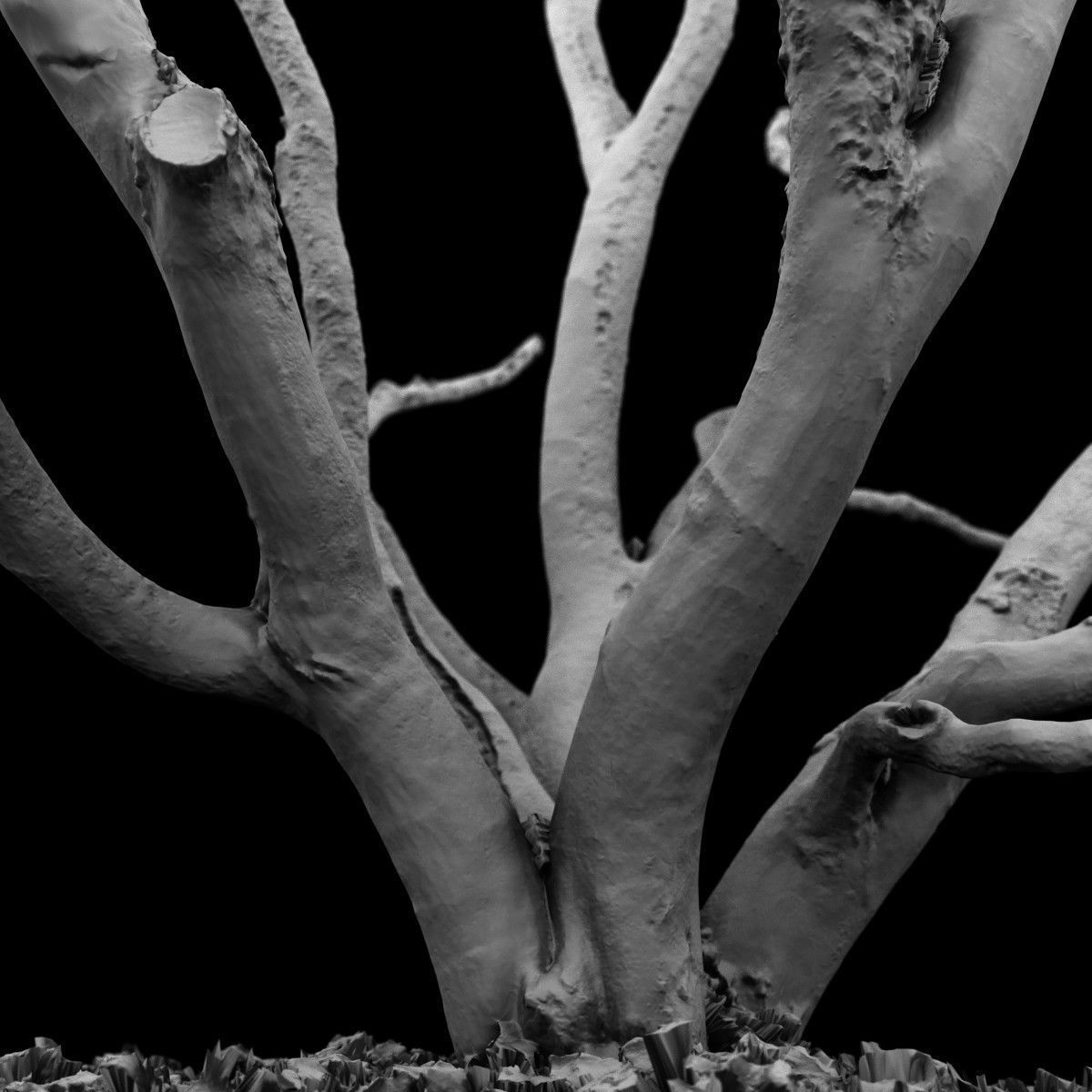 Realistic 3D scanned tree reference Low-poly 3D model_5