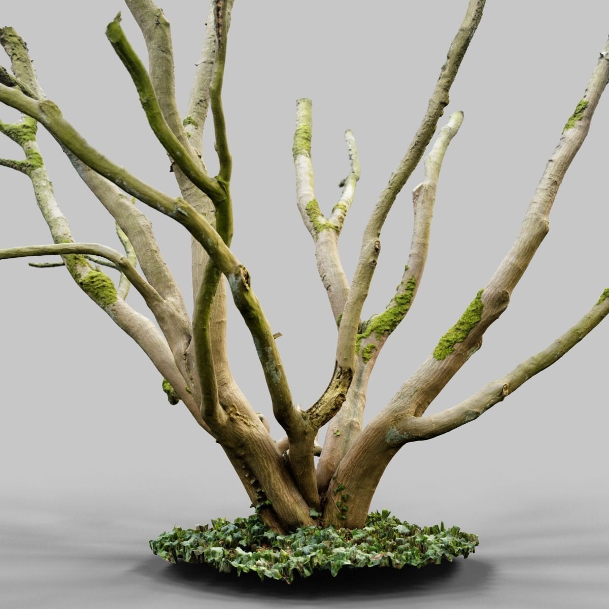 Realistic 3D scanned tree reference Low-poly 3D model_8