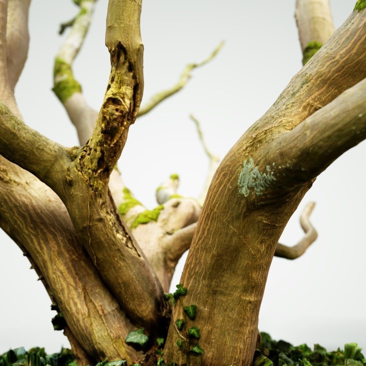 Realistic 3D scanned tree reference Low-poly 3D model_4