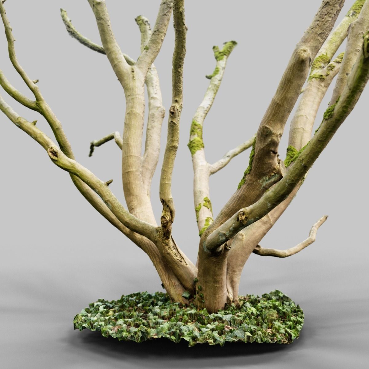 Realistic 3D scanned tree reference Low-poly 3D model_6
